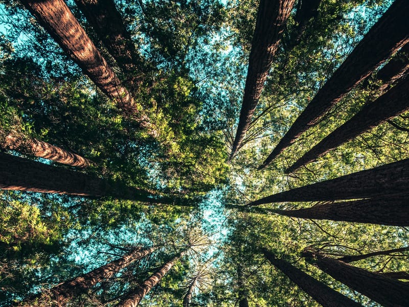 Sous-bois dense de la forêt de Yakouren