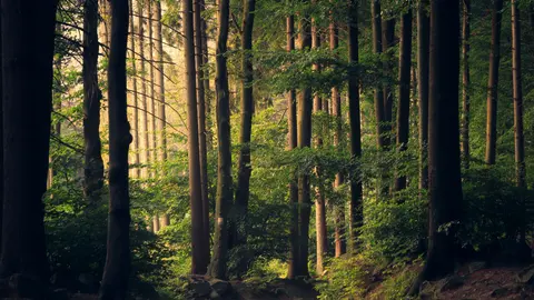 Lumière dans la forêt
