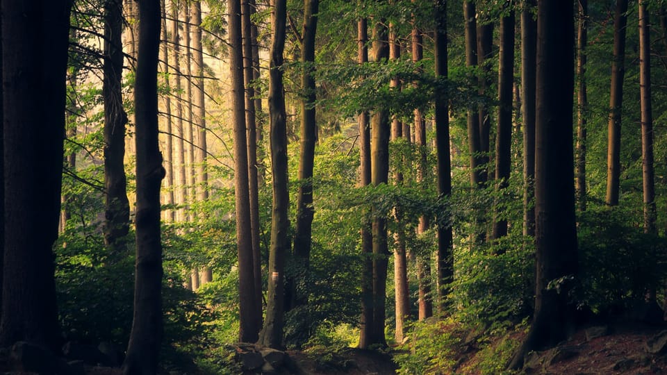 La forêt de Yakouren baignée de lumière autour de l’Hôtel Tamgout