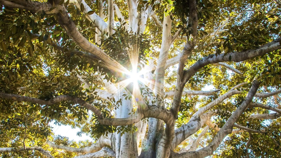 Lumière dans la canopée de la forêt de Yakouren